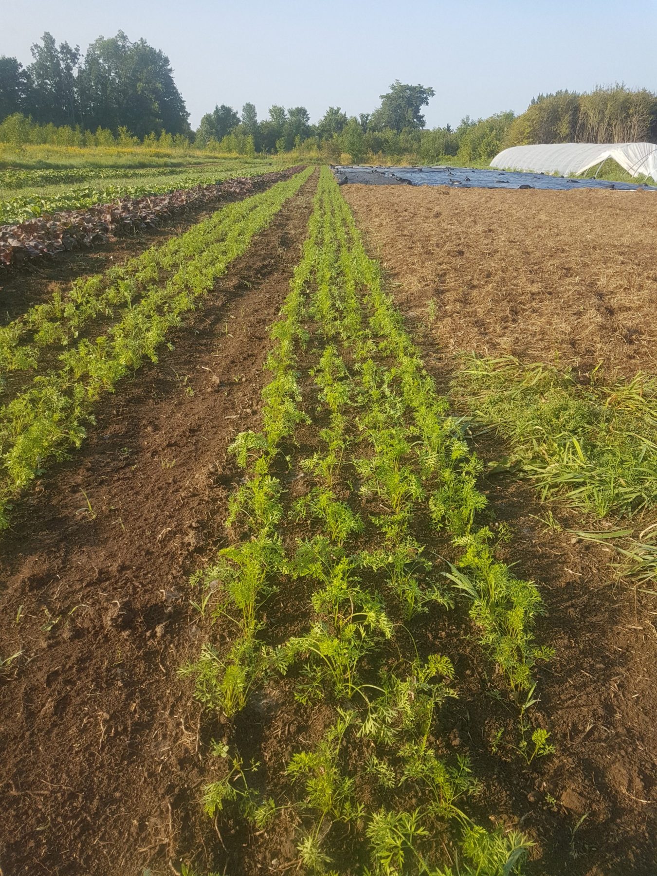 August Carrot and Beets 2018